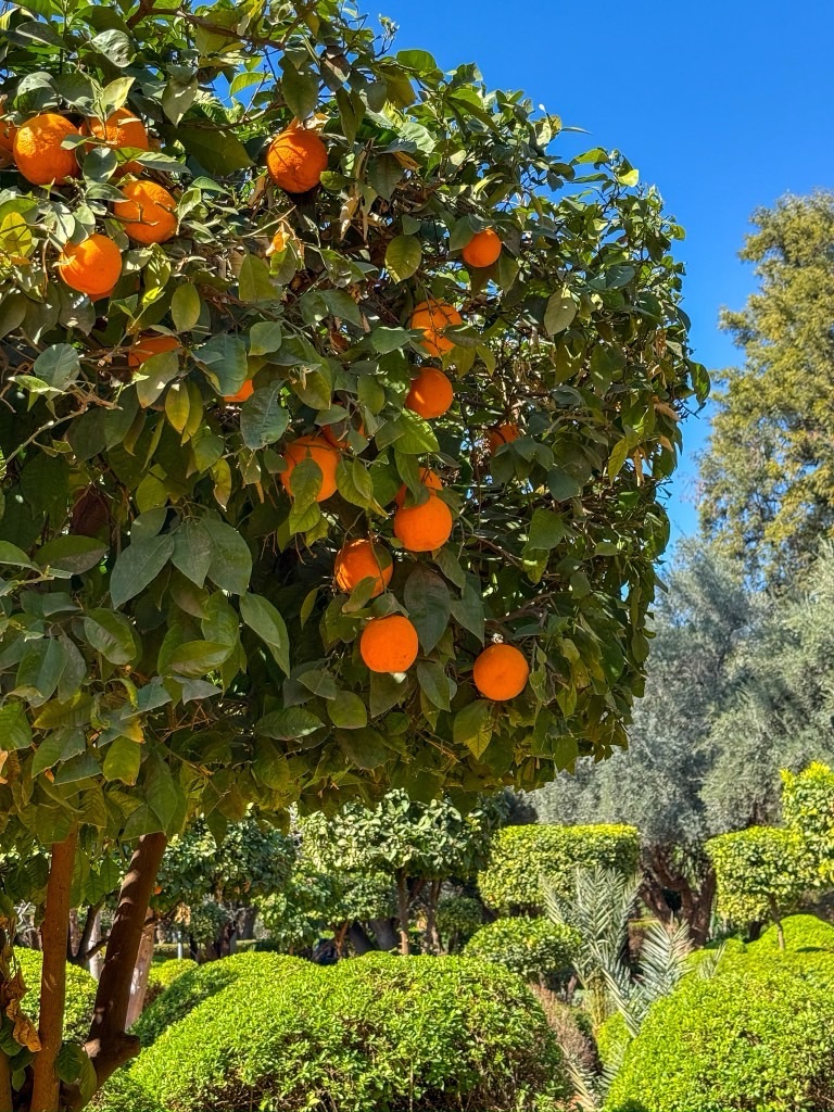 Beautiful orange trees in the Cyber Garden in Marrakech, Morocco.